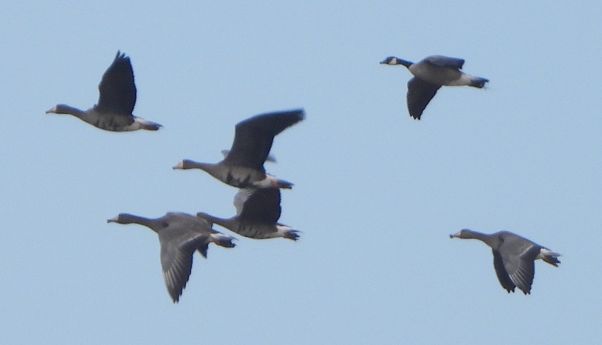 シジュウカラガン - ML646466445