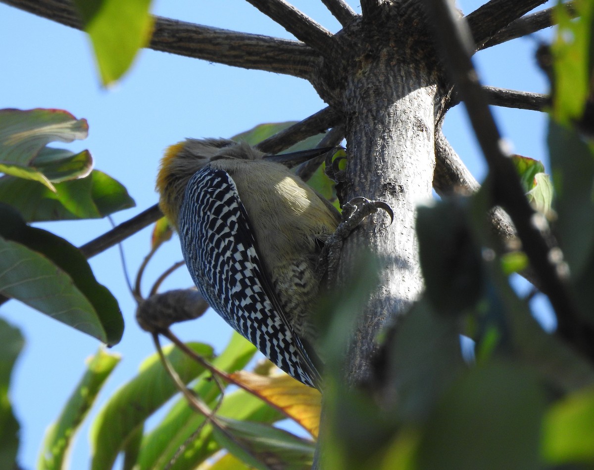 datel zlatočelý - ML646466448