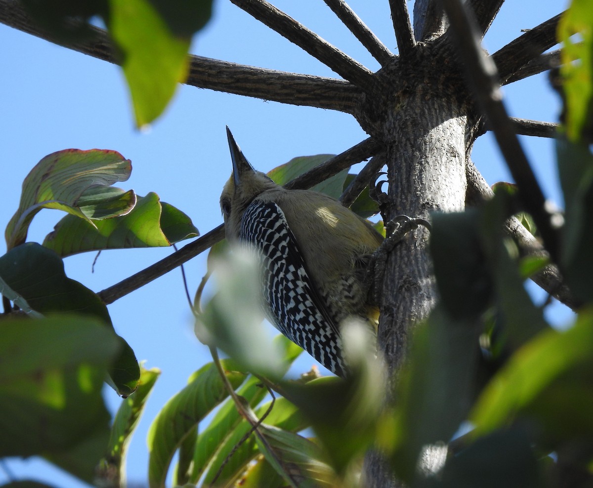 datel zlatočelý - ML646466449