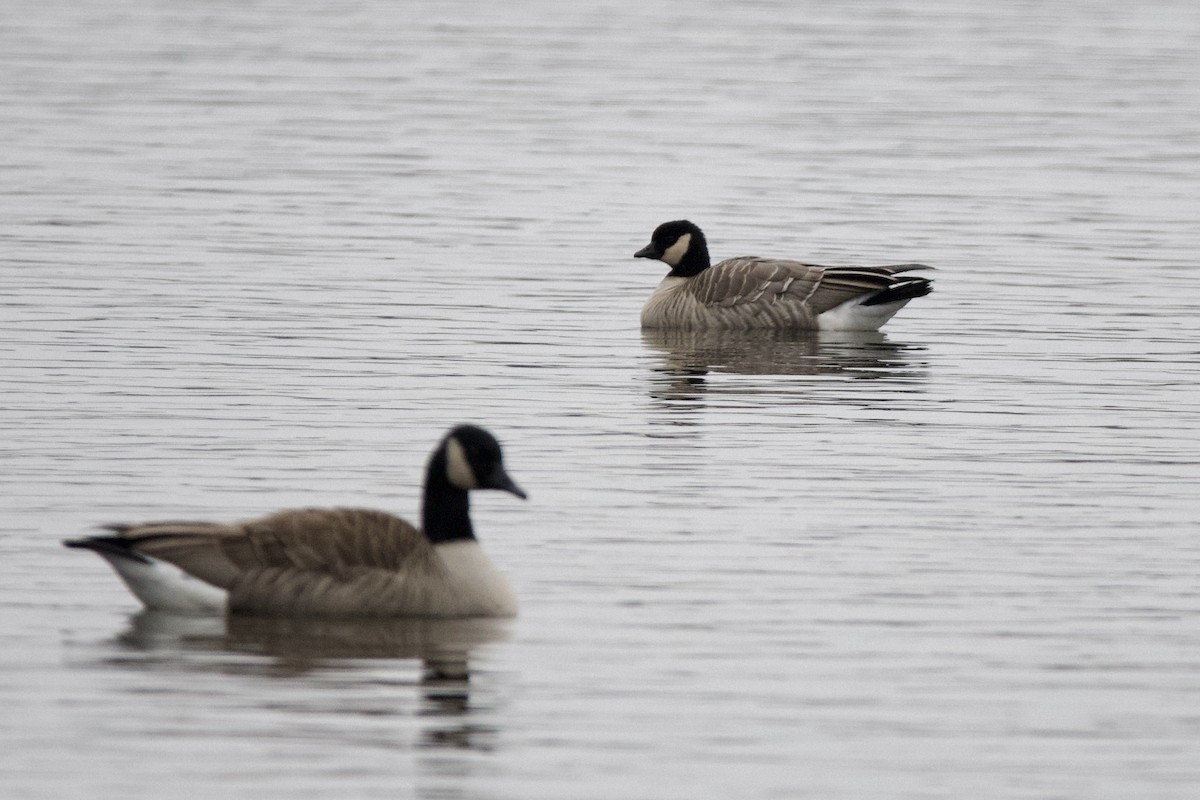 berneška malá - ML646466450