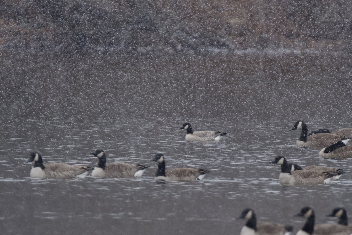 berneška malá - ML646466451