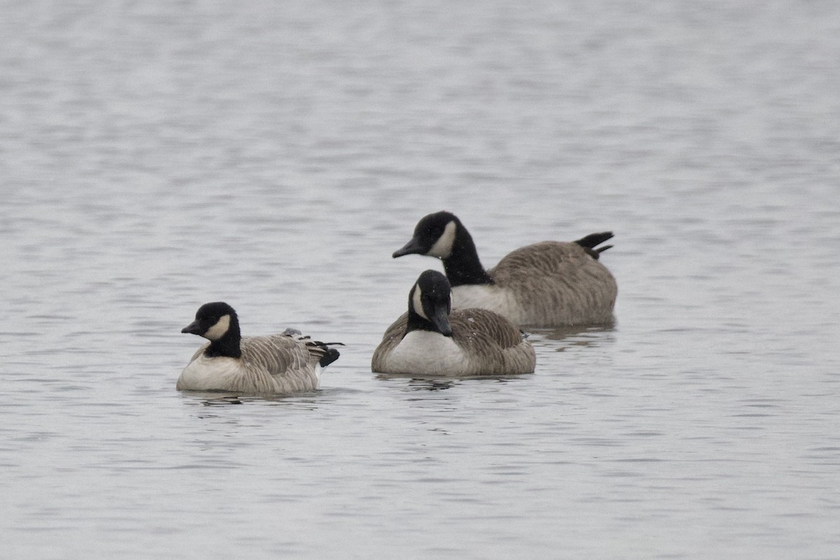 berneška malá - ML646466452