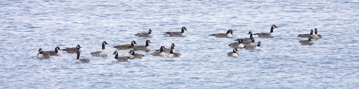Canada Goose - ML646466453