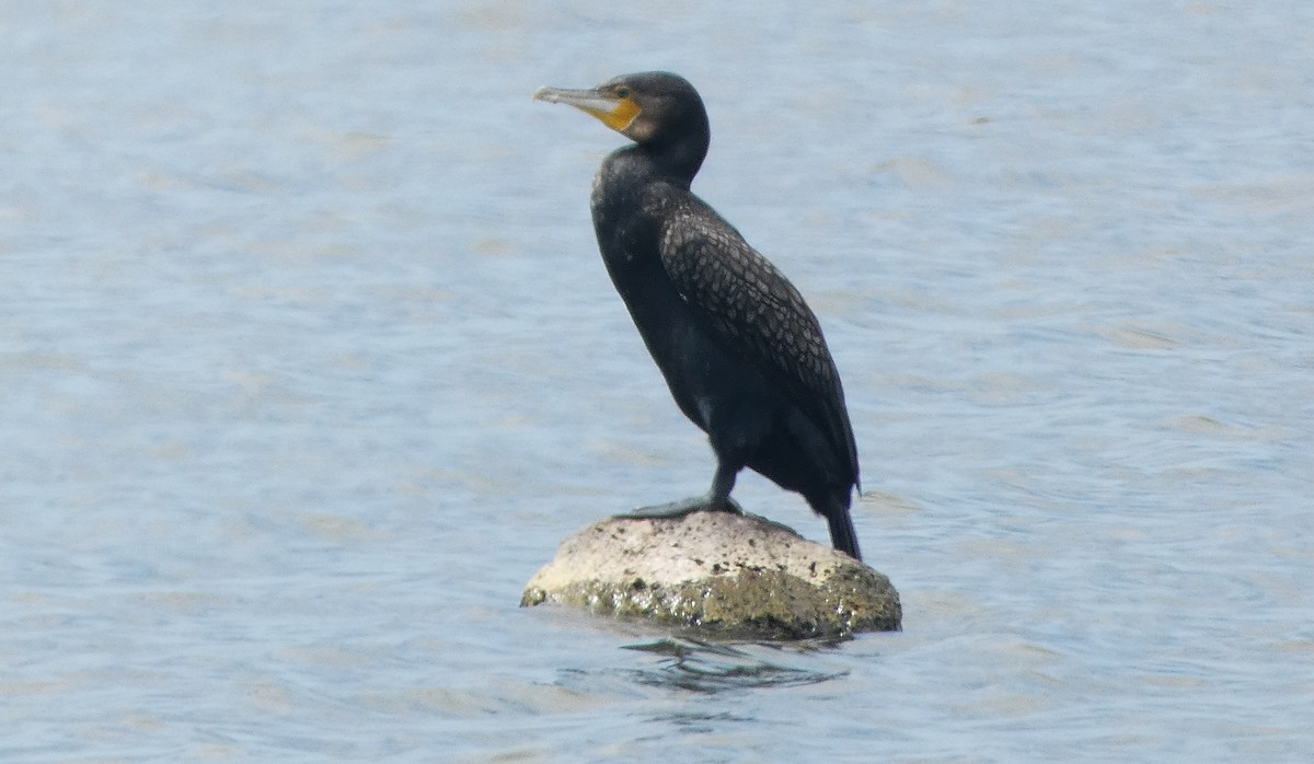 Grand Cormoran (novaehollandiae) - ML646466462