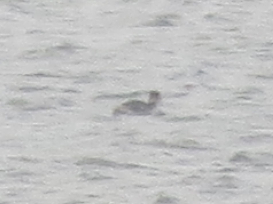 Red-necked Grebe - ML646466463