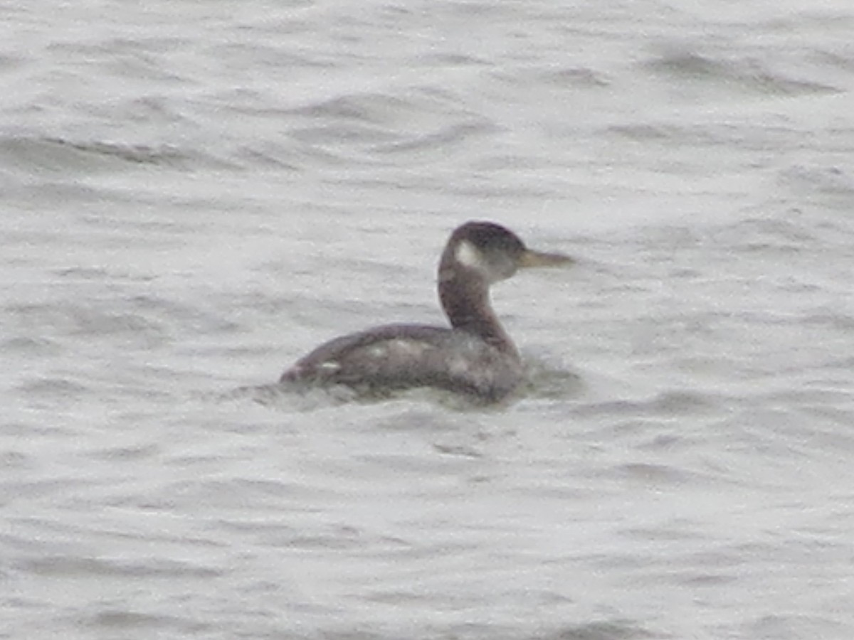 Red-necked Grebe - ML646466464