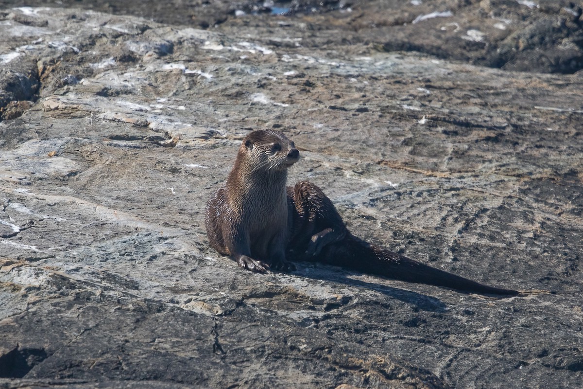 Western River Otter - ML646466465
