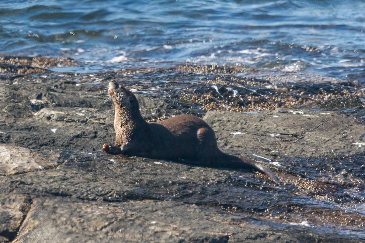 Western River Otter - ML646466466
