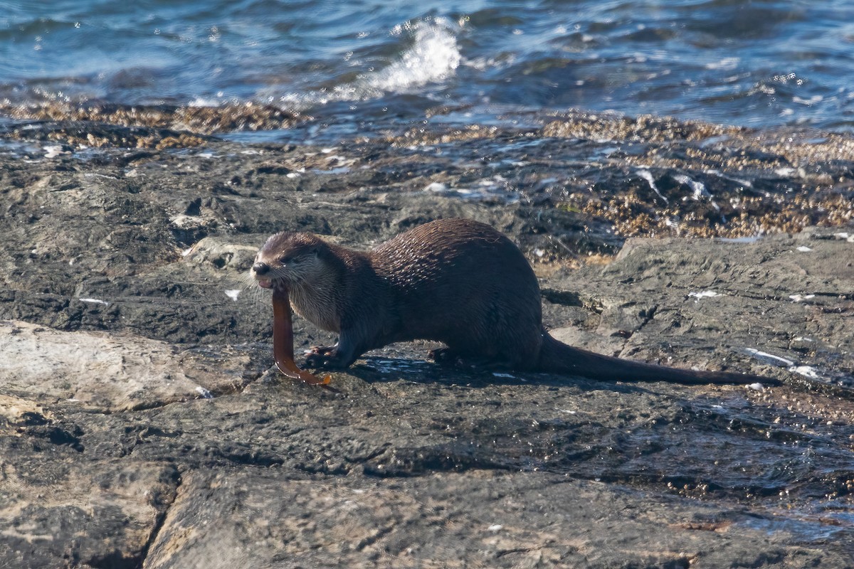 Western River Otter - ML646466467