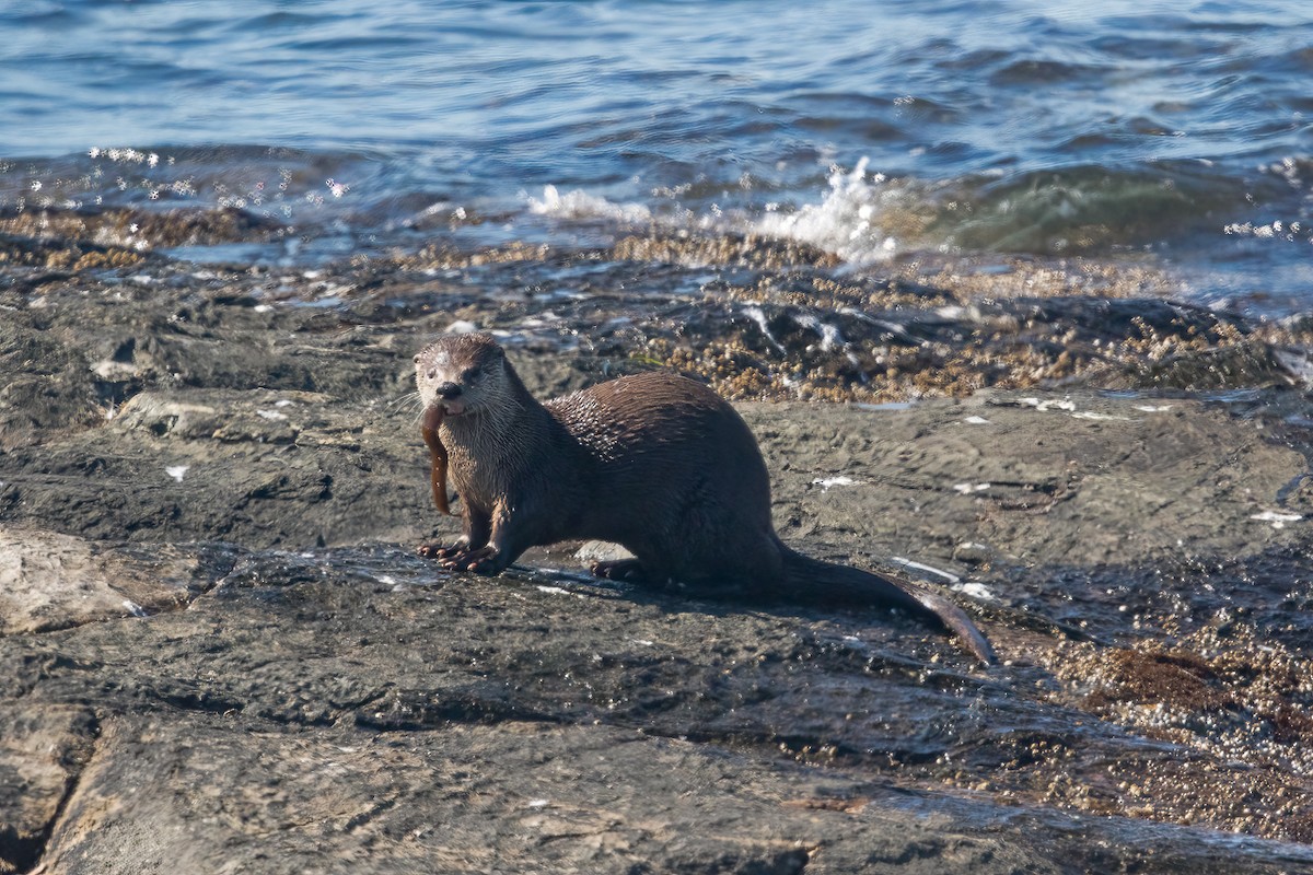 Western River Otter - ML646466468