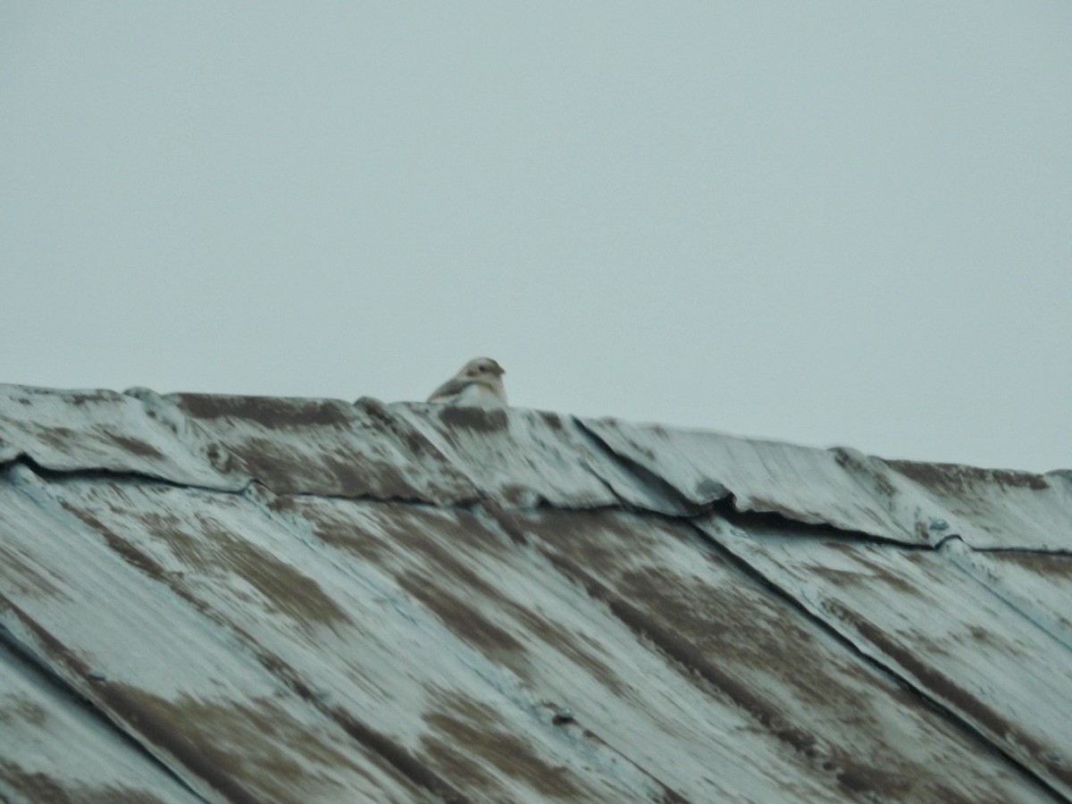 Snow Bunting - ML646466470