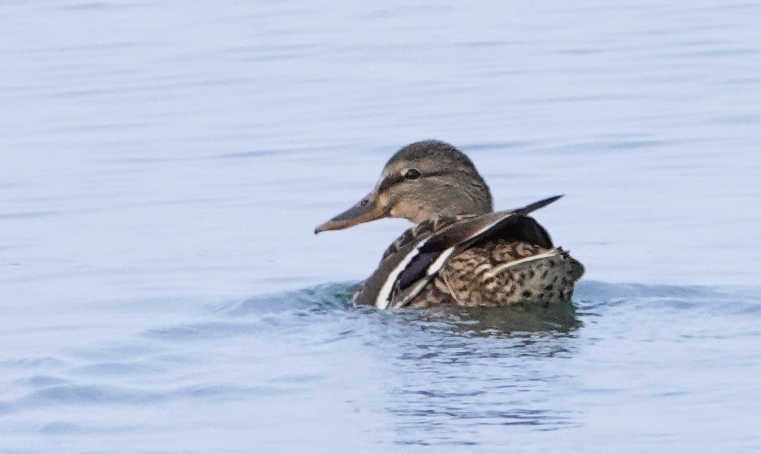 Mallard - ML646466473