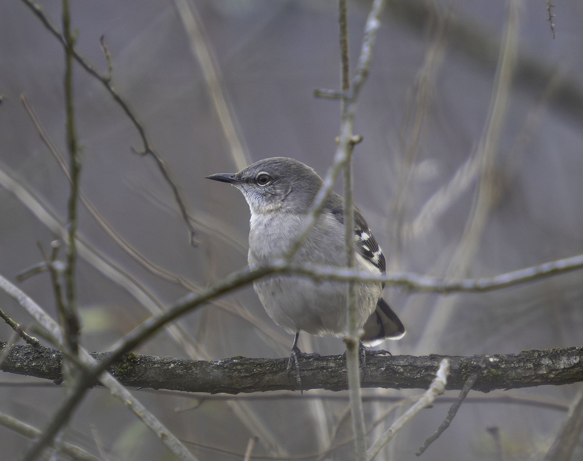 Northern Mockingbird - ML646466474