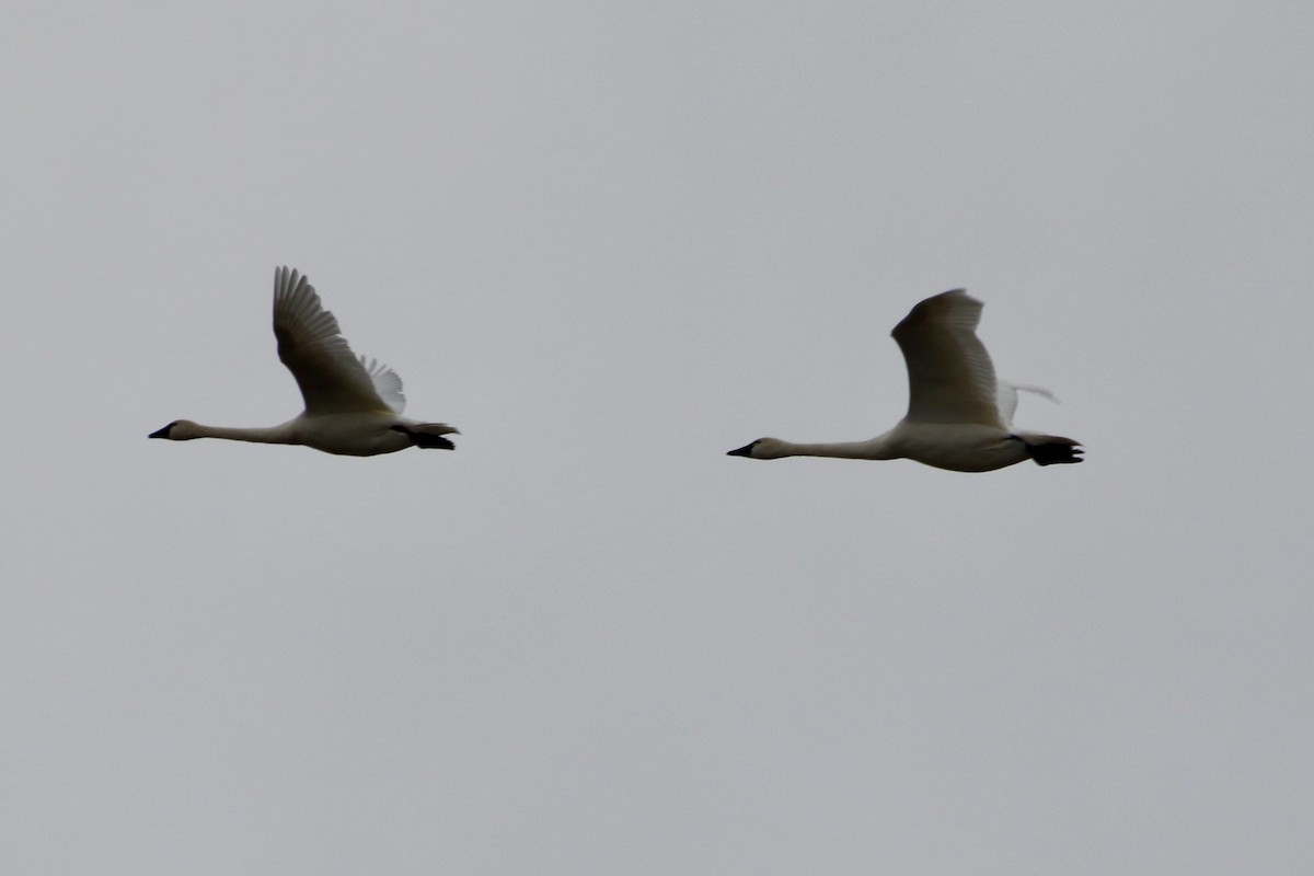 Tundra Swan - ML646466480