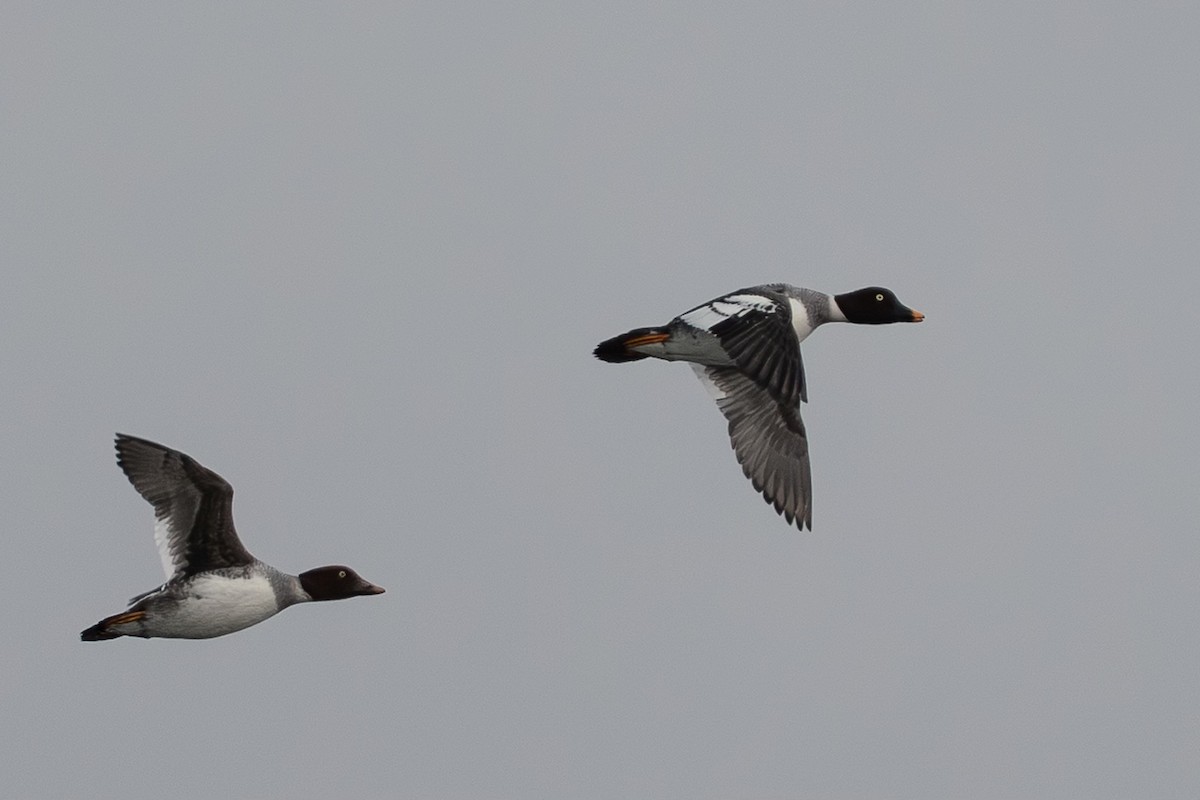 Common Goldeneye - ML646466483