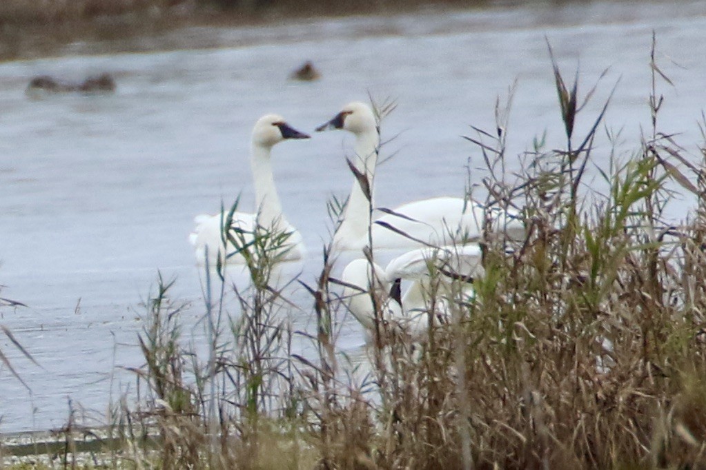 Tundra Swan - ML646466486