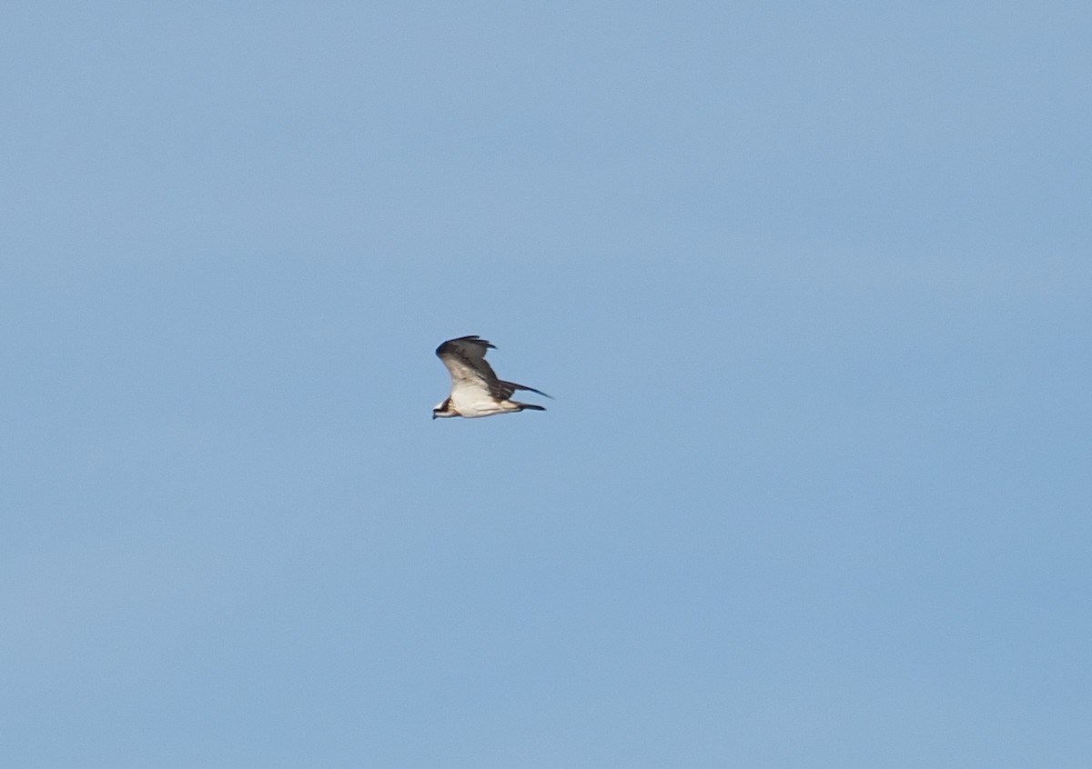 orlovec říční - ML646466487