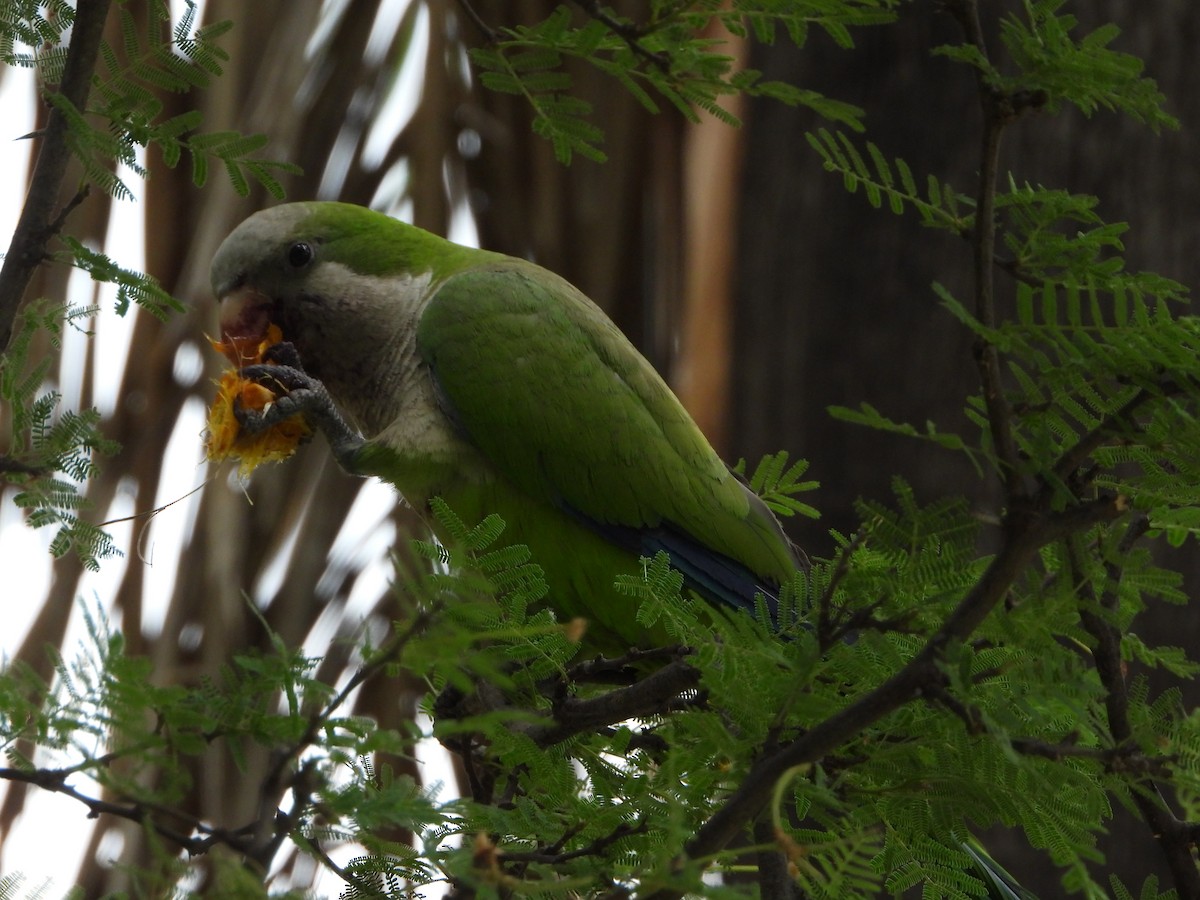 Mönchssittich - ML646466489