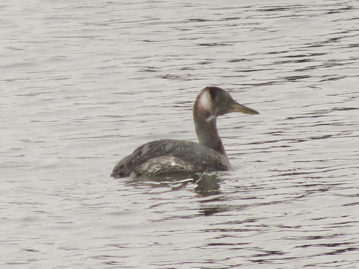 Red-necked Grebe - ML646466490