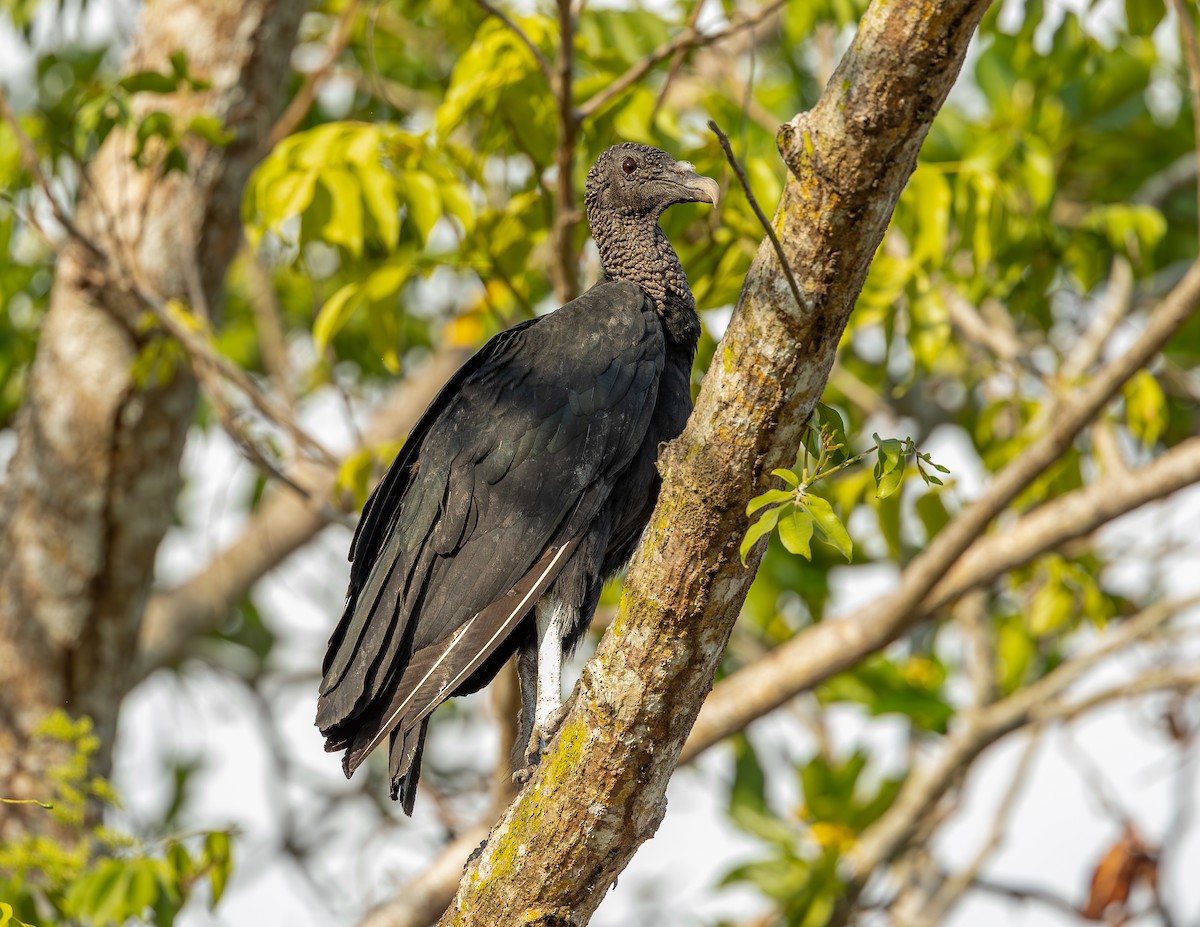 Black Vulture - ML646466492