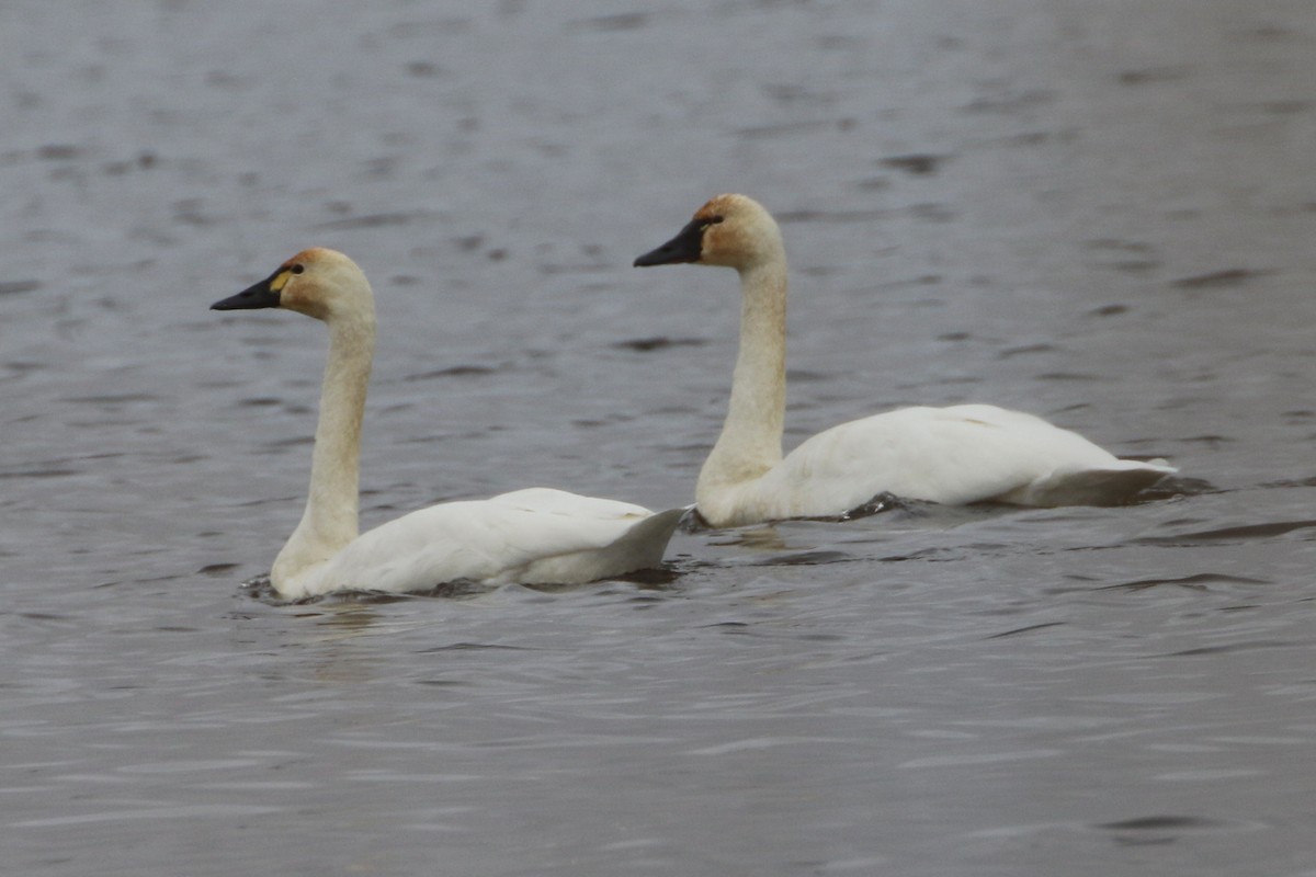 Tundra Swan - ML646466493