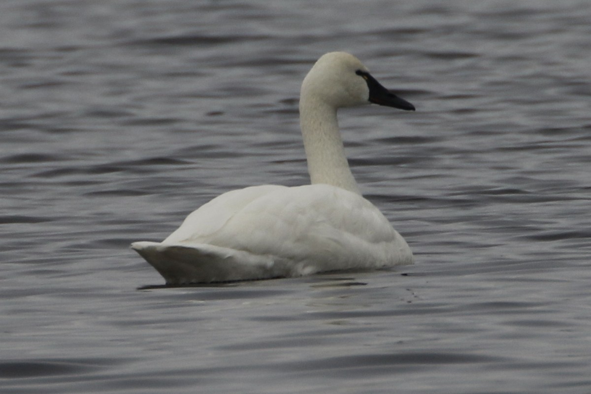 Tundra Swan - ML646466494