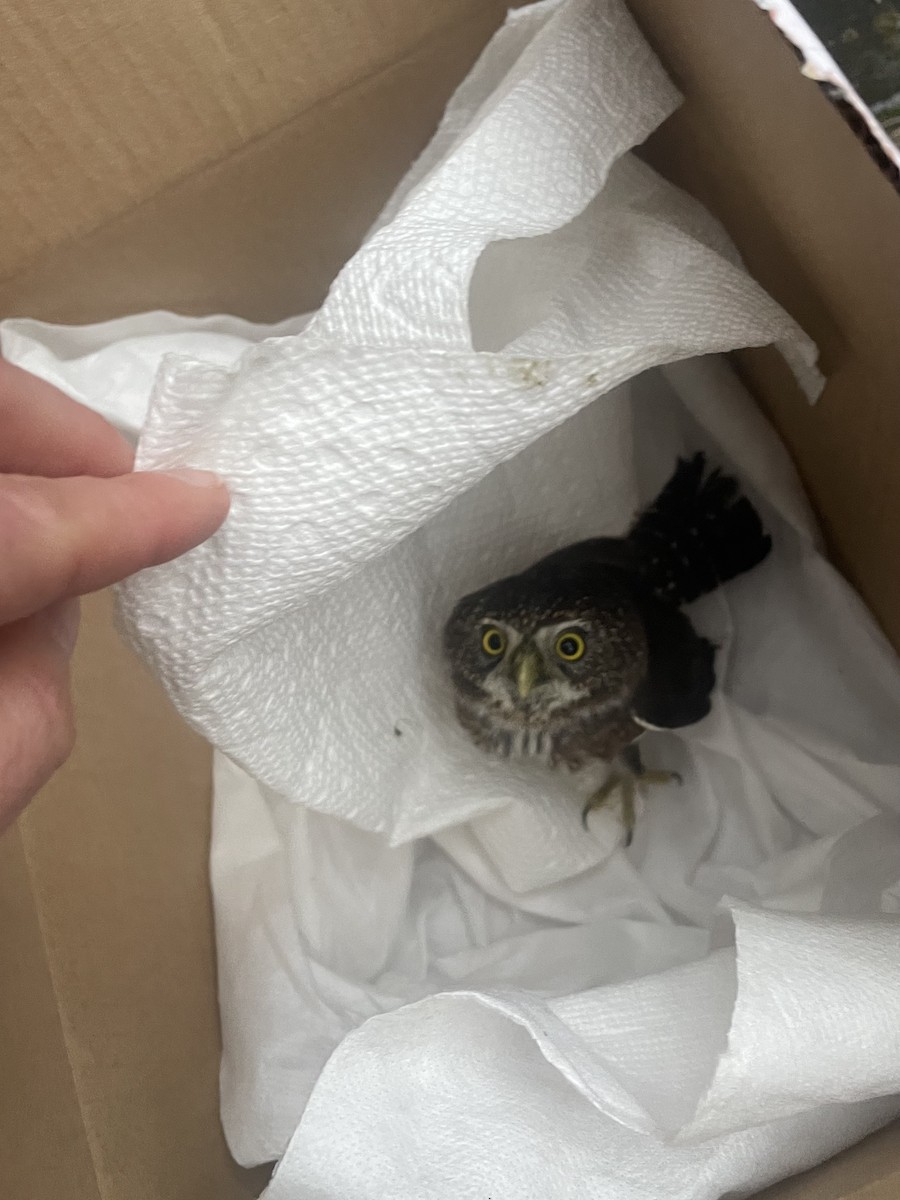 kulíšek mexický - ML646466495