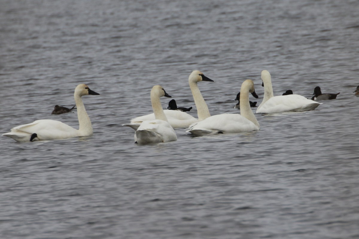 Tundra Swan - ML646466497