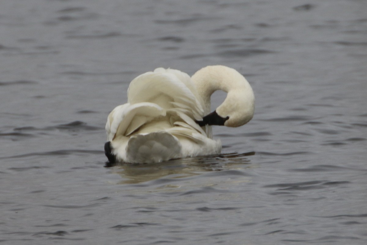 Tundra Swan - ML646466500