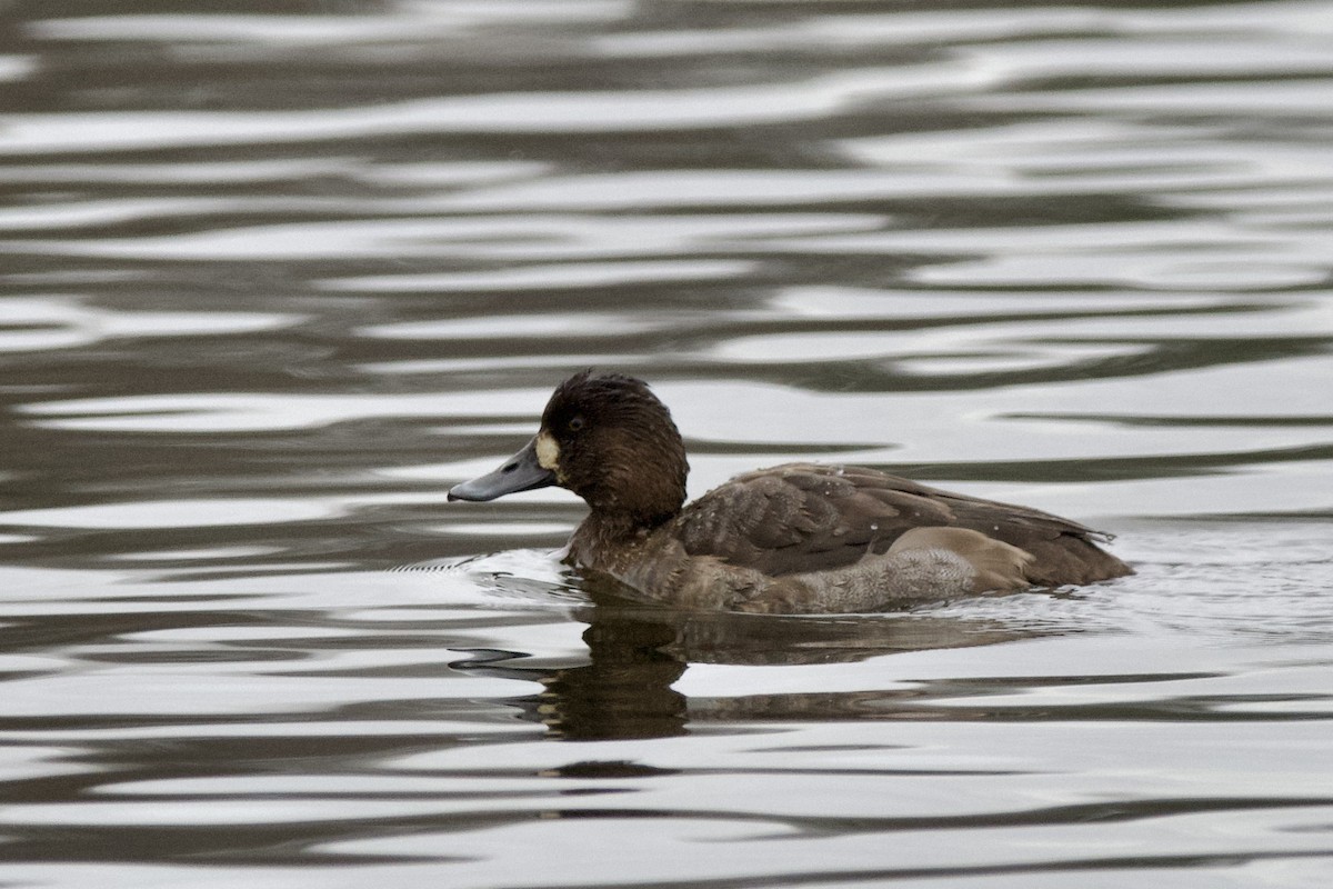 polák vlnkovaný - ML646466501