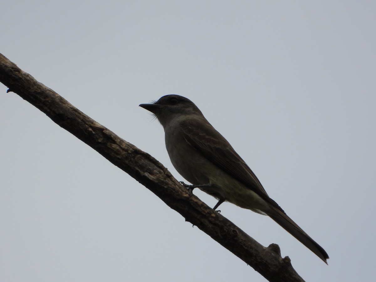 Crowned Slaty Flycatcher - ML646466502