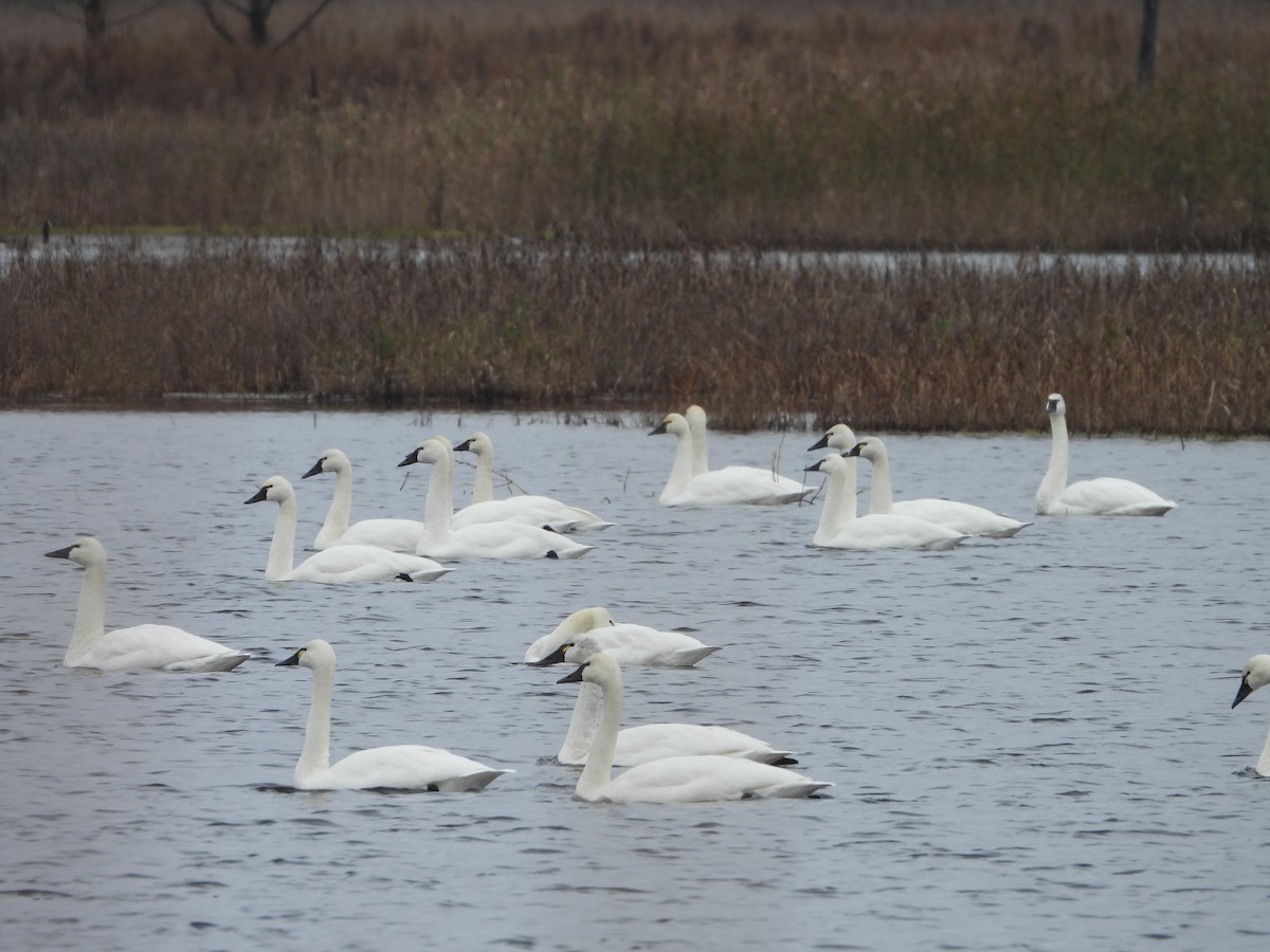 Tundra Swan - ML646466505