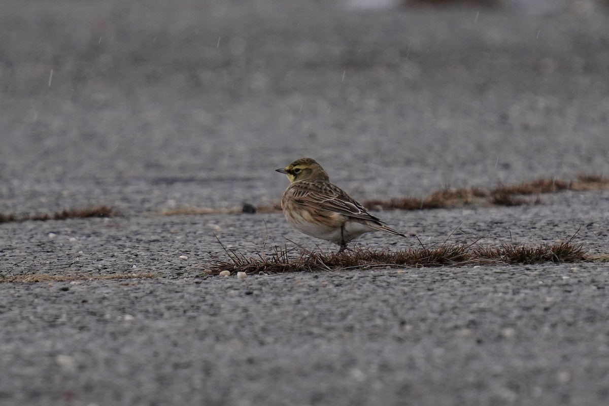Horned Lark - ML646466506