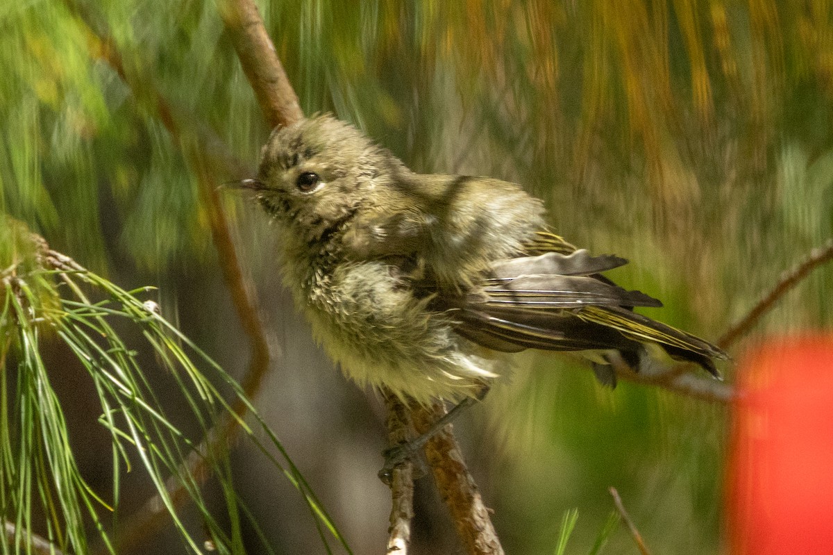 Hutton's Vireo - ML646466507