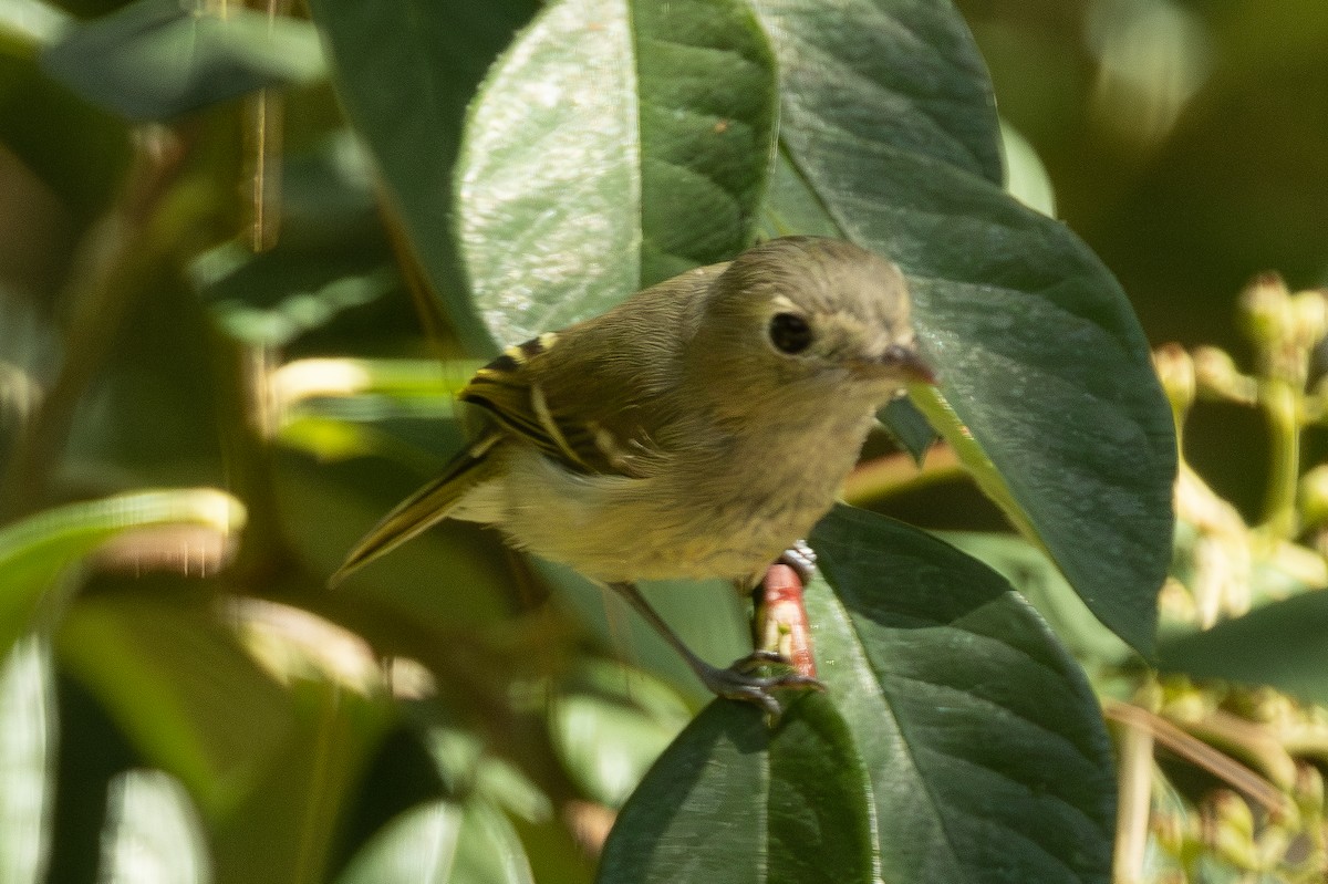 Hutton's Vireo - ML646466508