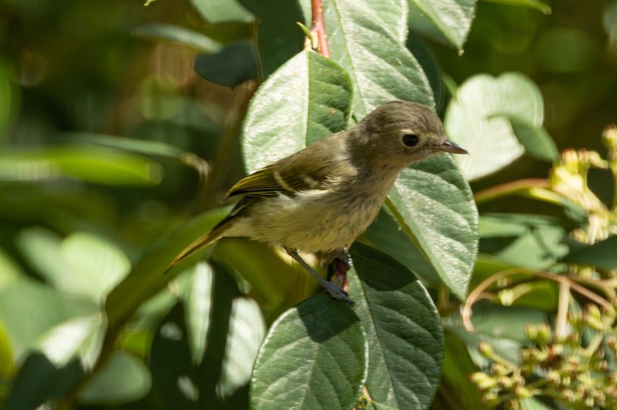 Hutton's Vireo - ML646466509