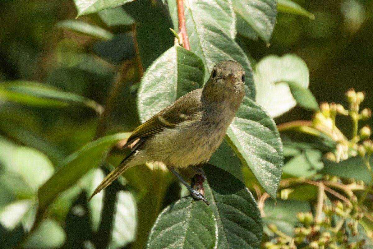 Hutton's Vireo - ML646466510