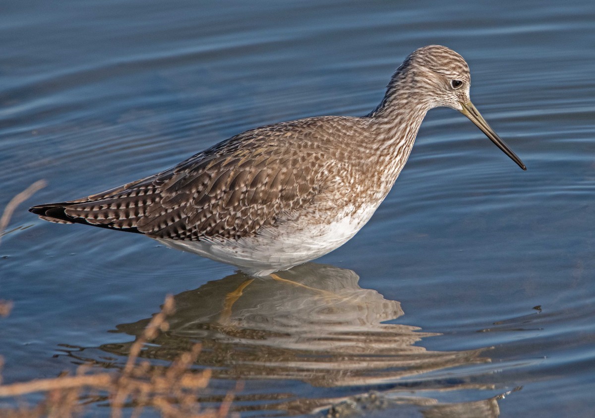 Greater Yellowlegs - ML646466512