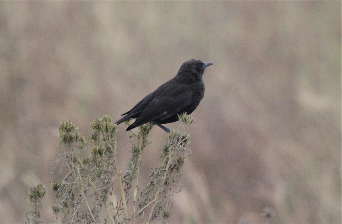 アリヒタキ - ML646466516