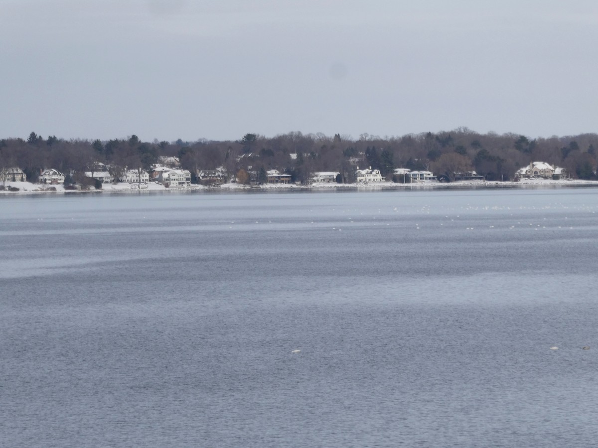 Tundra Swan - ML646466519