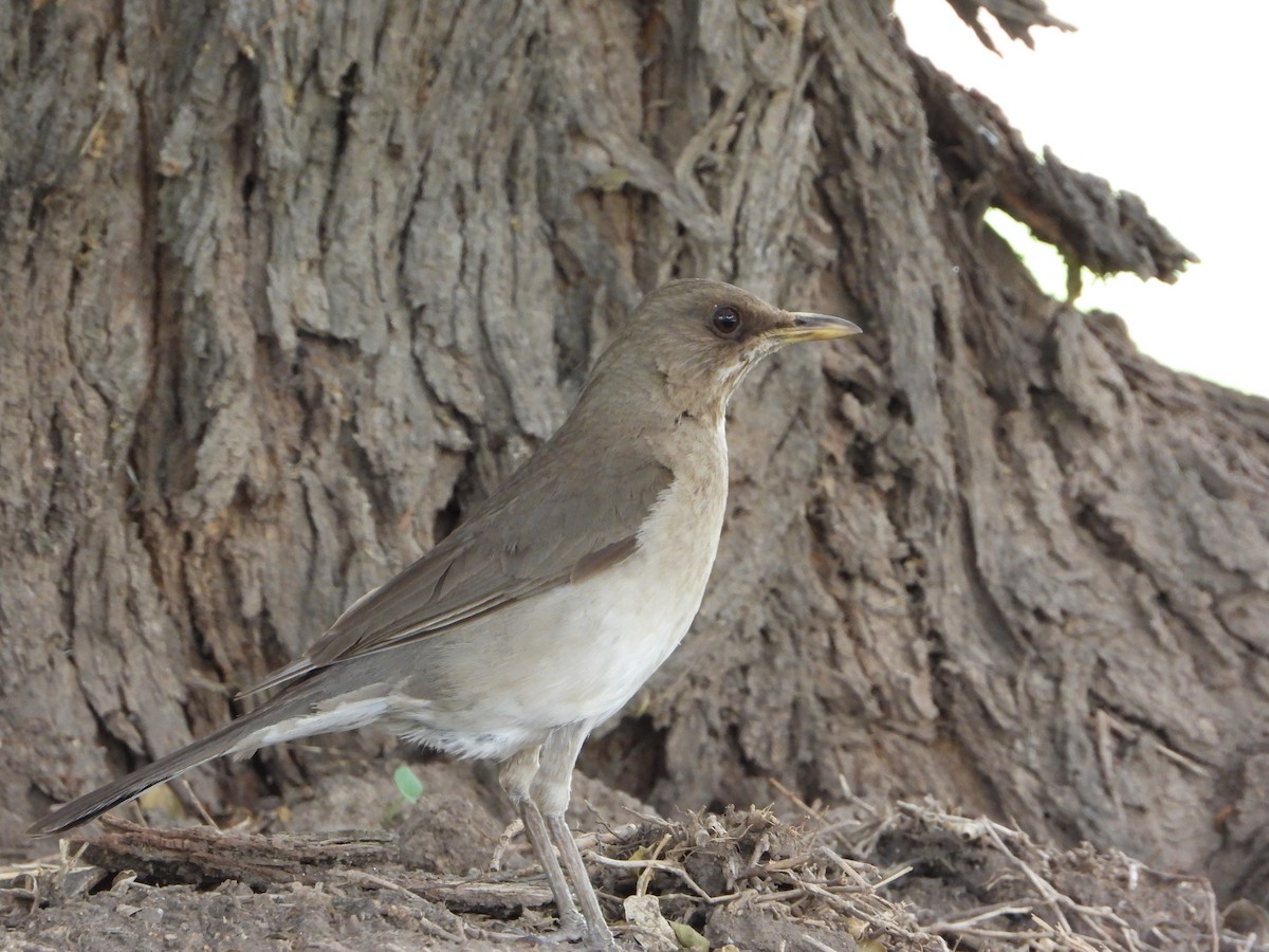 Creamy-bellied Thrush - ML646466520