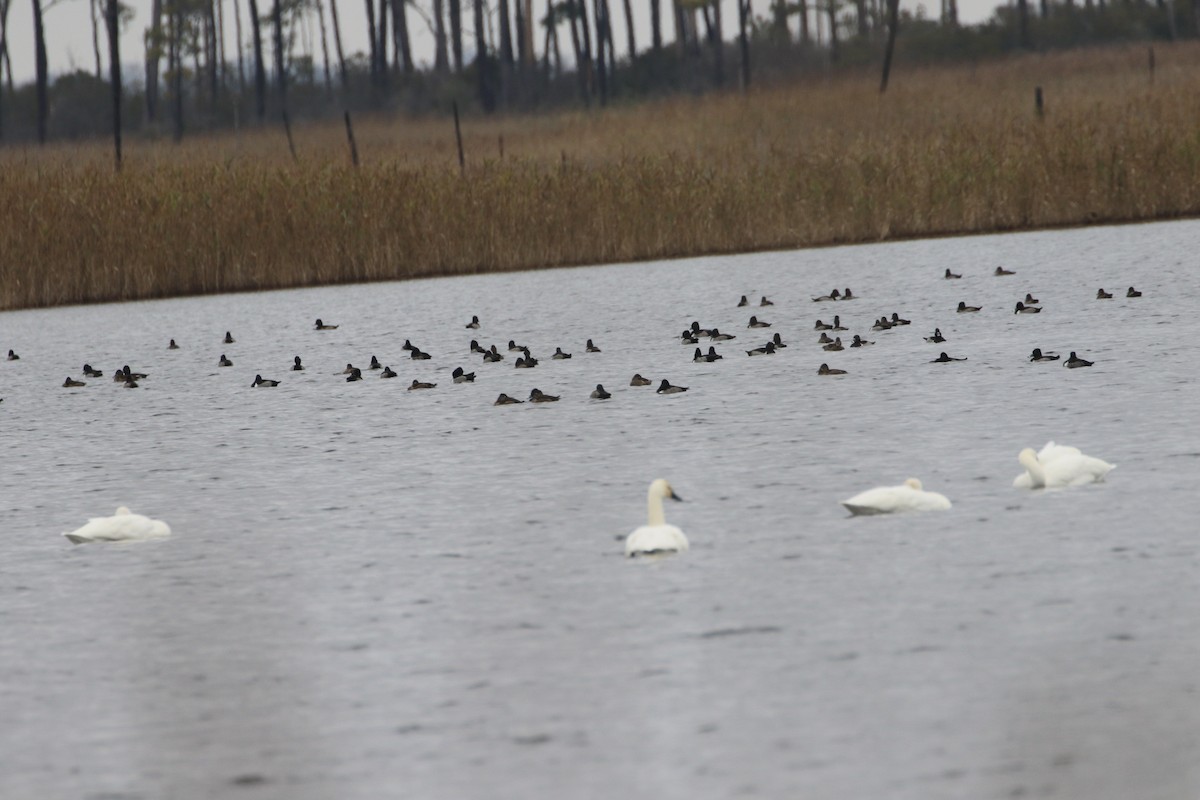 Ring-necked Duck - ML646466526