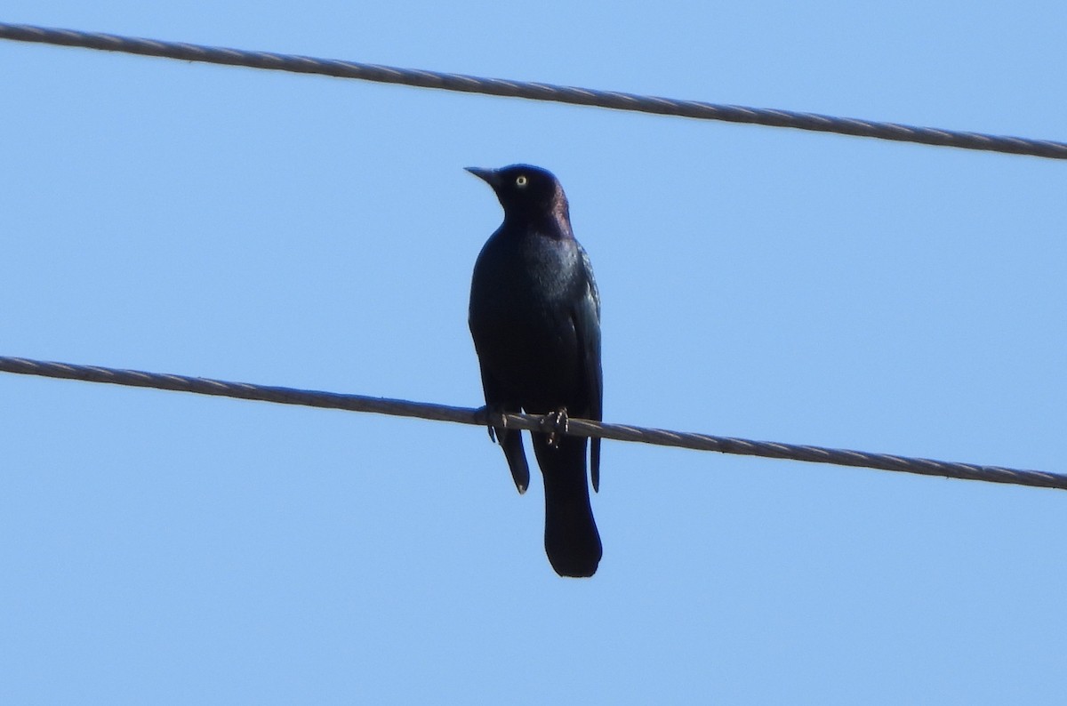 Brewer's Blackbird - ML646466527