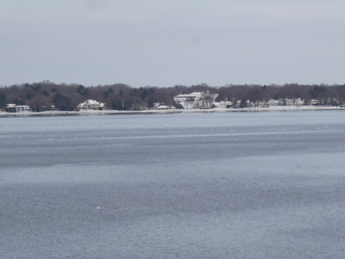 Tundra Swan - ML646466532