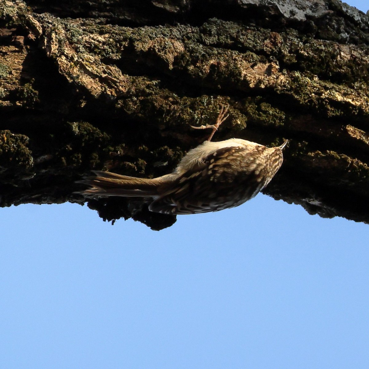 Brown Creeper - ML646466534