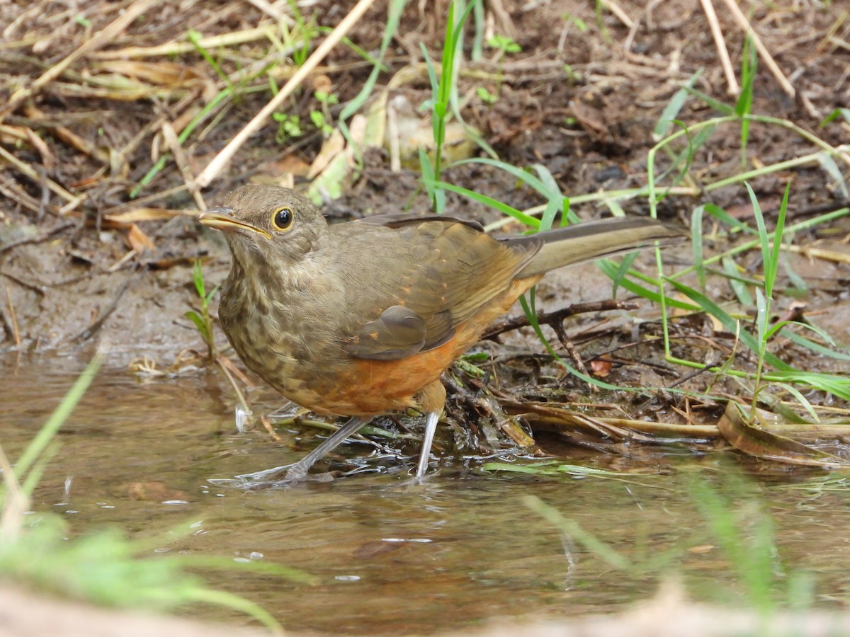 Rufous-bellied Thrush - ML646466535