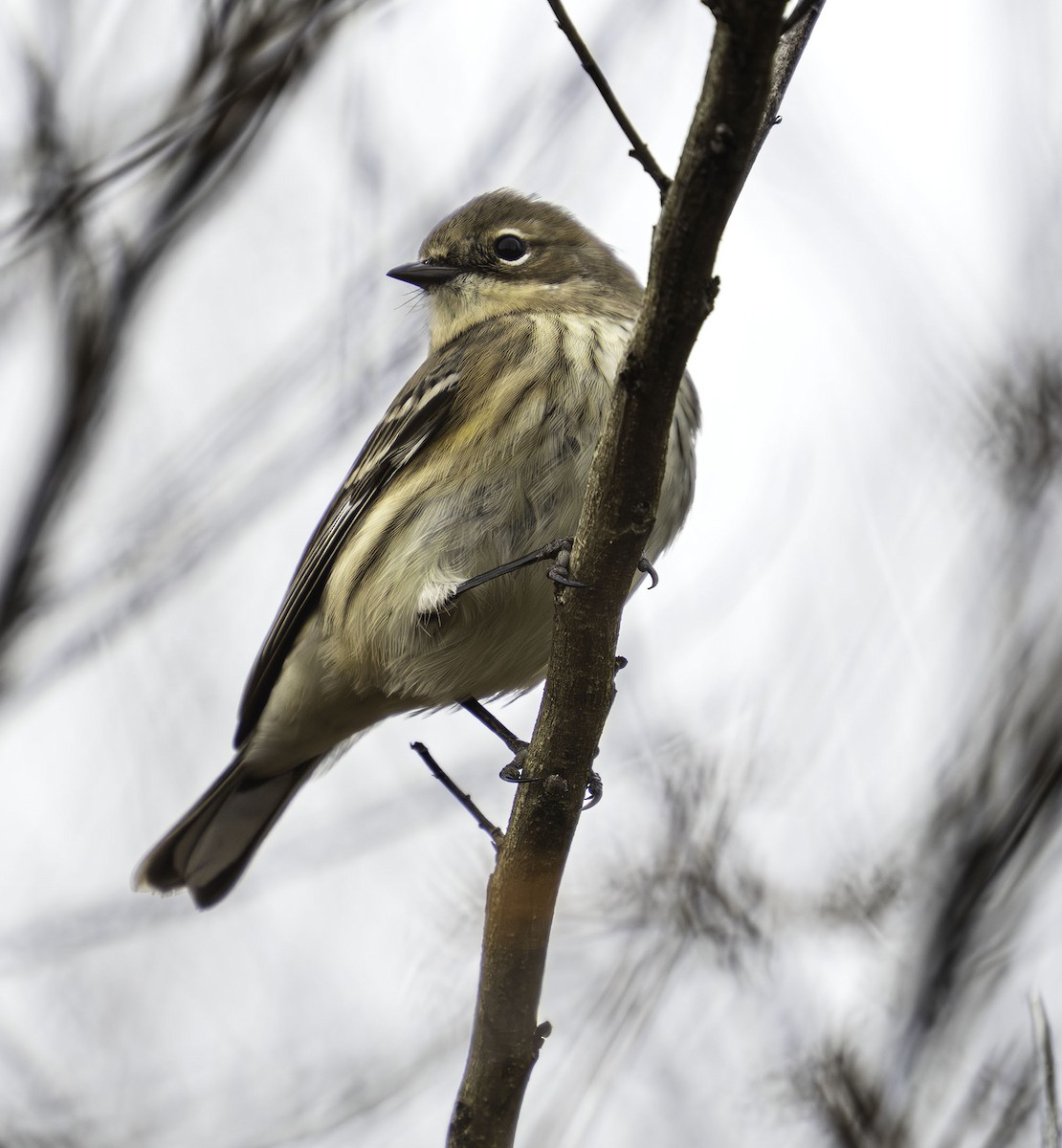 Yellow-rumped Warbler - ML646466536