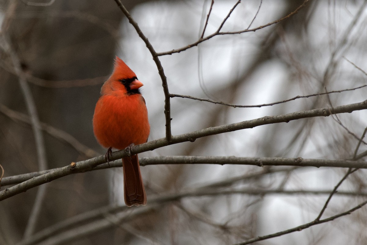 kardinál červený - ML646466538