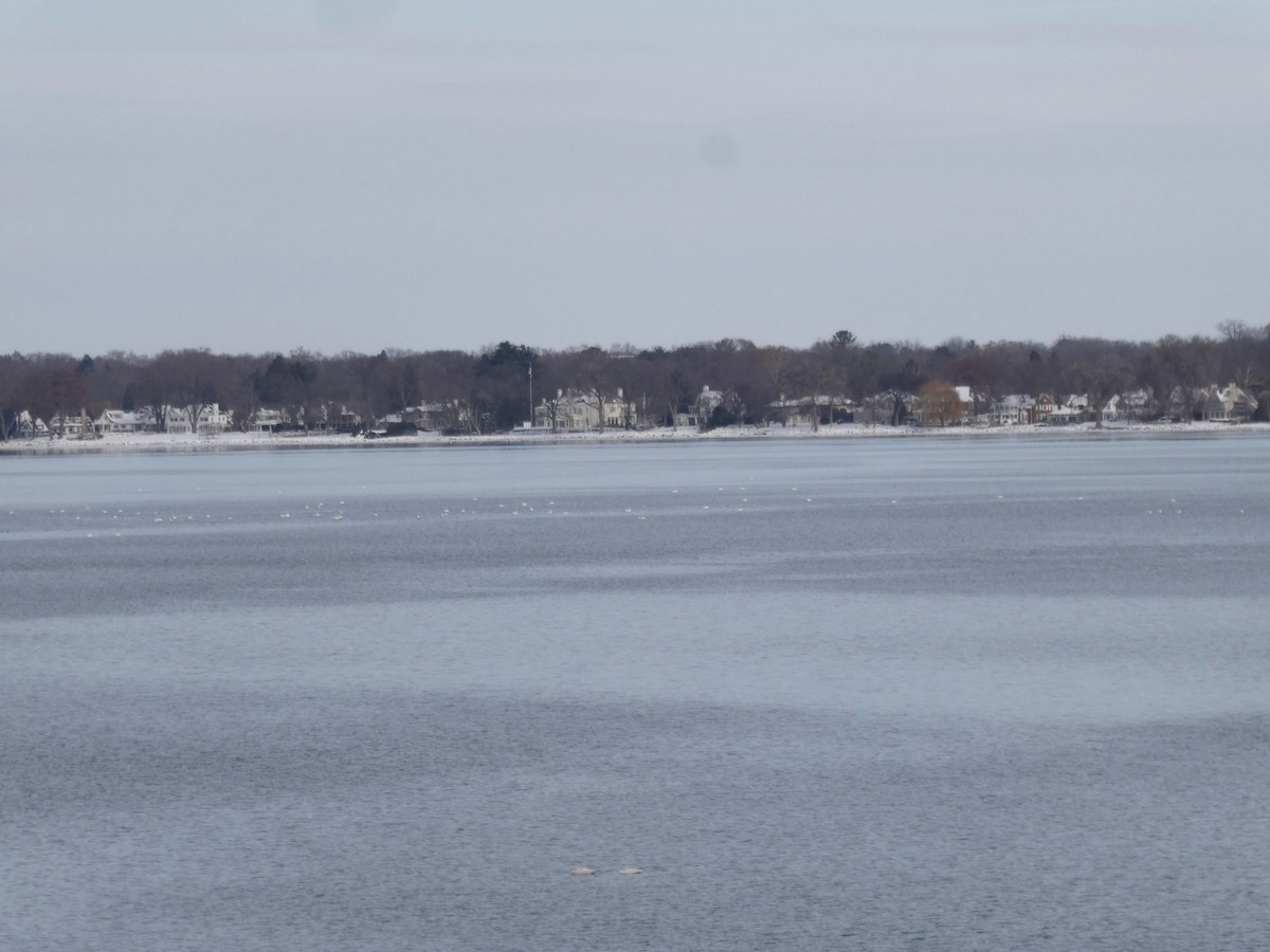 Tundra Swan - ML646466549