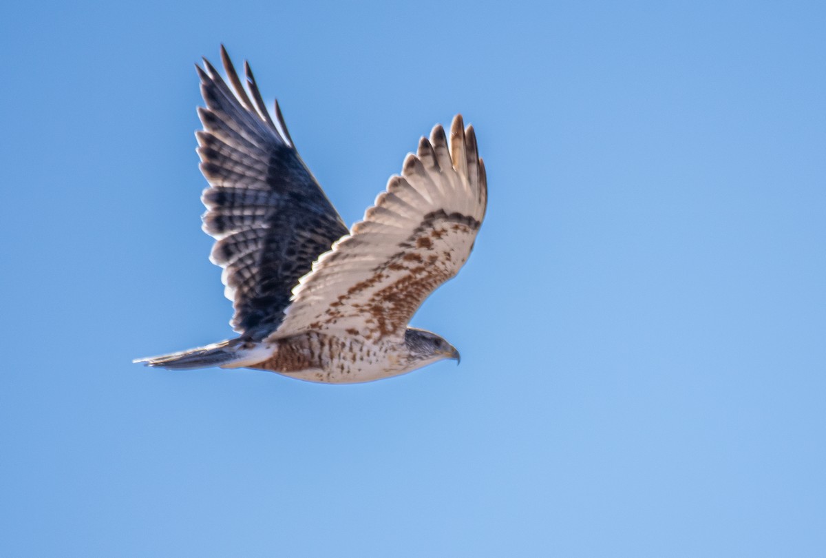 Ferruginous Hawk - ML646466550